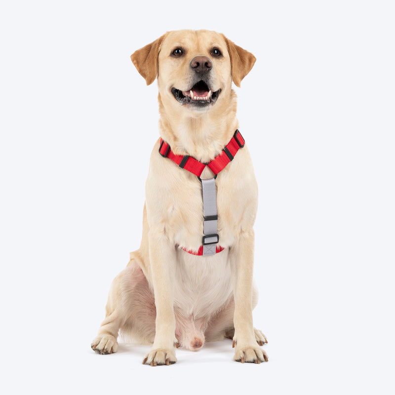 HUFT Classic H Harness For Dog - Cherry Red_01