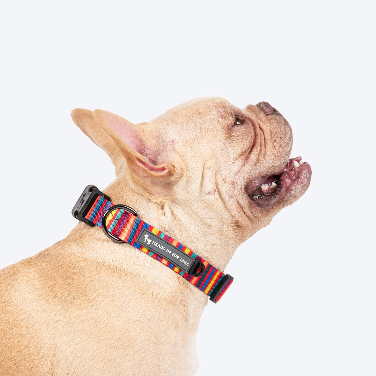 HUFT Good Doggie Collar For Dog - Multicolor_02