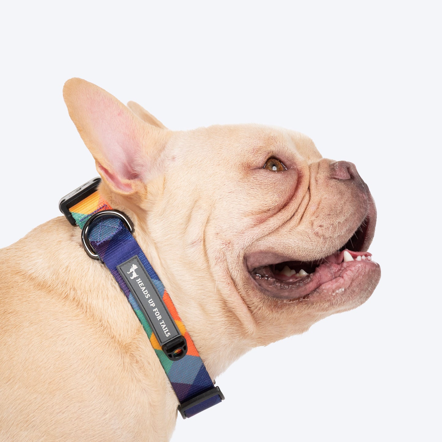 HUFT Technicolor Tartan Collar For Dog - Multicolor_02
