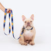 HUFT Technicolor Tartan Leash For Dog - Multicolor_03