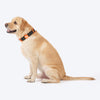 HUFT Xplorers Collar For Dog - Black_02