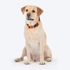 HUFT Xplorers Collar For Dog - Black_04