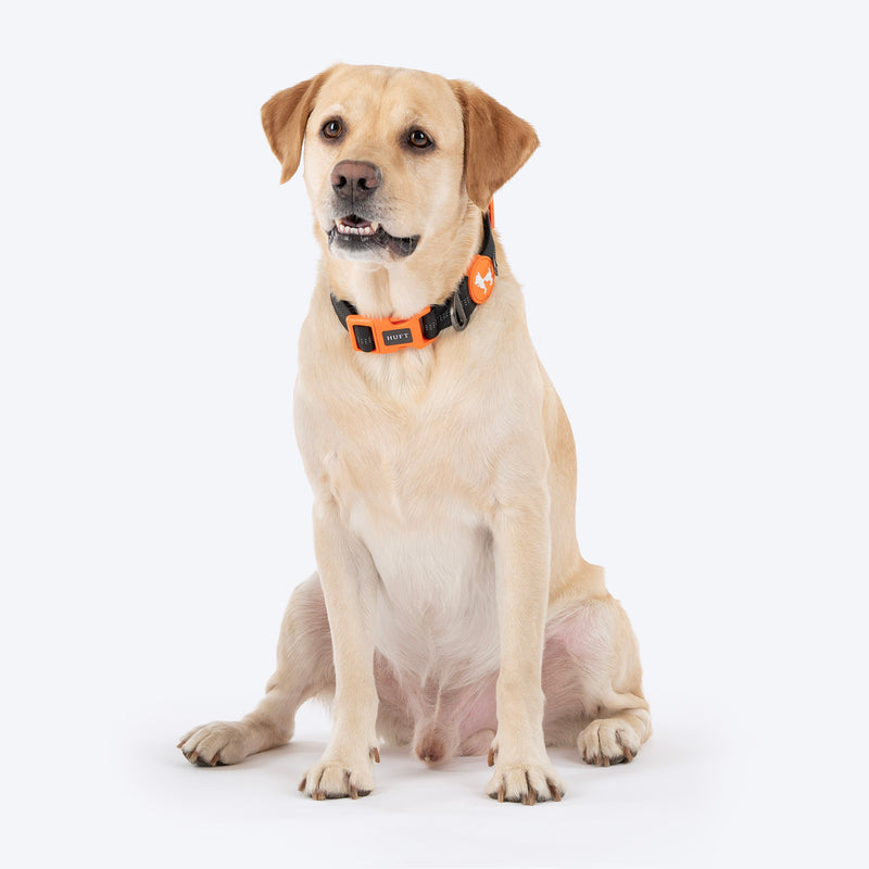 HUFT Xplorers Collar For Dog - Black_04