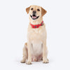 HUFT Xplorers Collar For Dog - Red_02