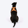 HUFT Xplorers Harness For Dog- Orange_02