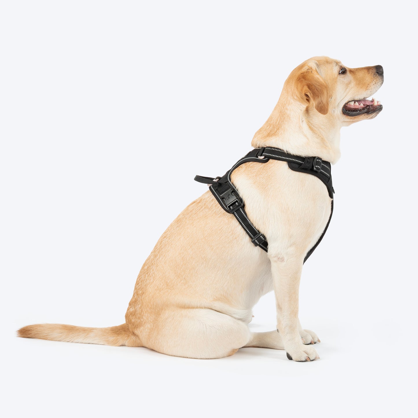 HUFT Xplorers Harness For Dog - Black_03