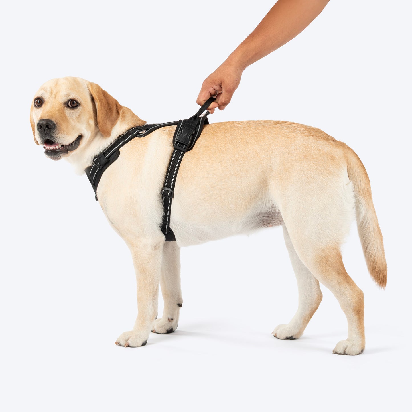 HUFT Xplorers Harness For Dog - Black_09