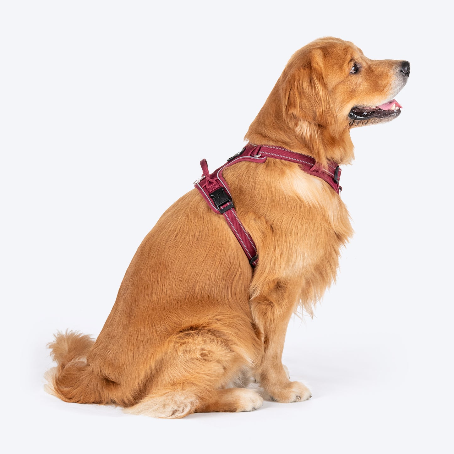 HUFT Xplorers Harness For Dog - Maroon - Heads Up For Tails
