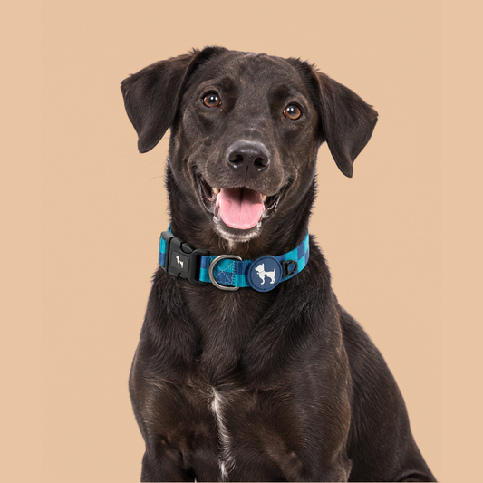 HUFT Frosted Checks Collar For Dog - Blue
