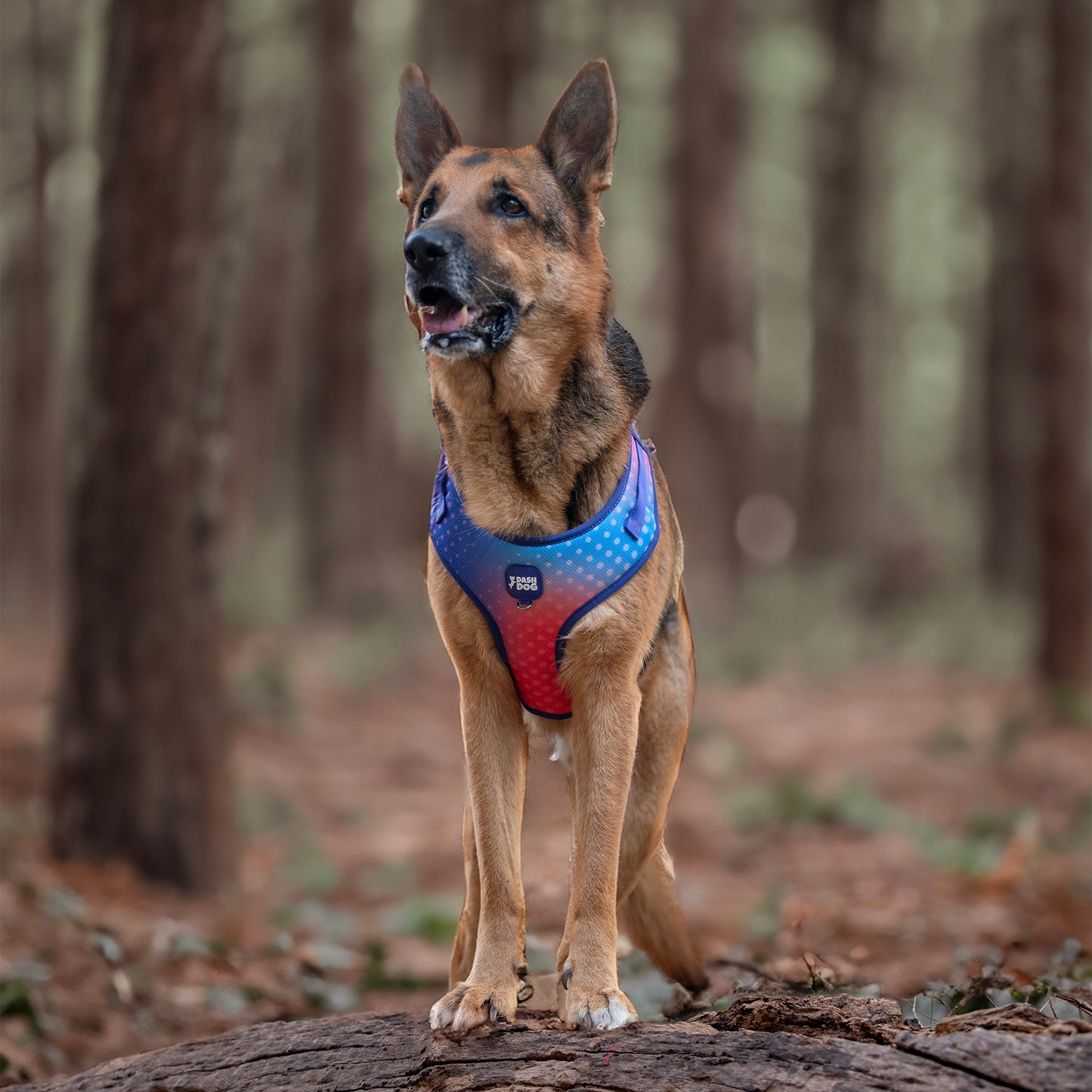 Dash Dog Flow Easy Walk Harness - Violet & Red - Heads Up For Tails