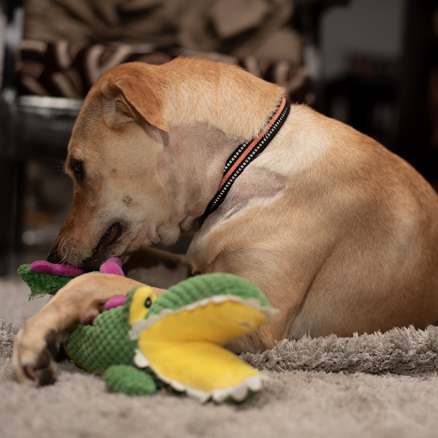 Barkbutler Aly The Gator Squeaky Plush Toy For Dog - Green - Heads Up For Tails