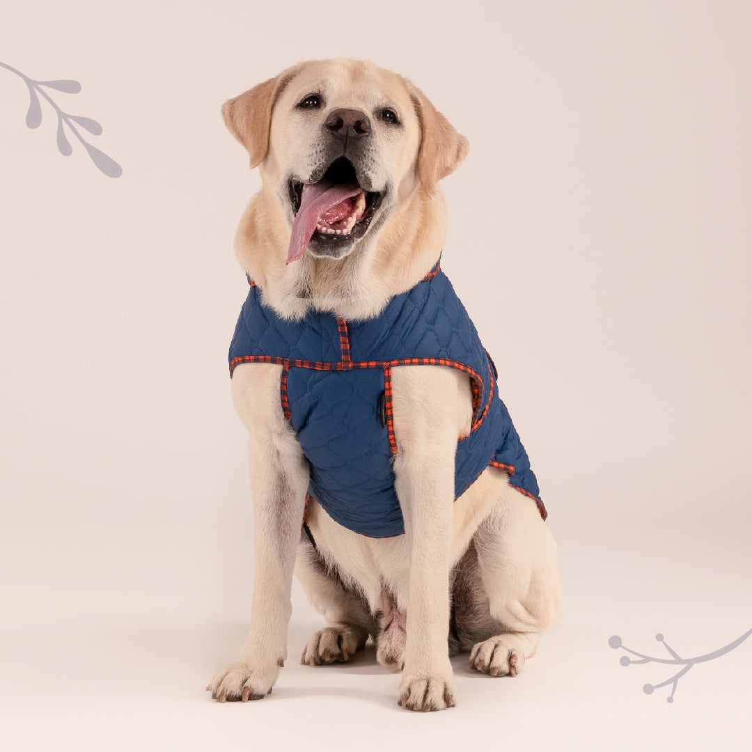 HUFT Grrberry Quilted Dog Jacket - Teal Blue - Heads Up For Tails