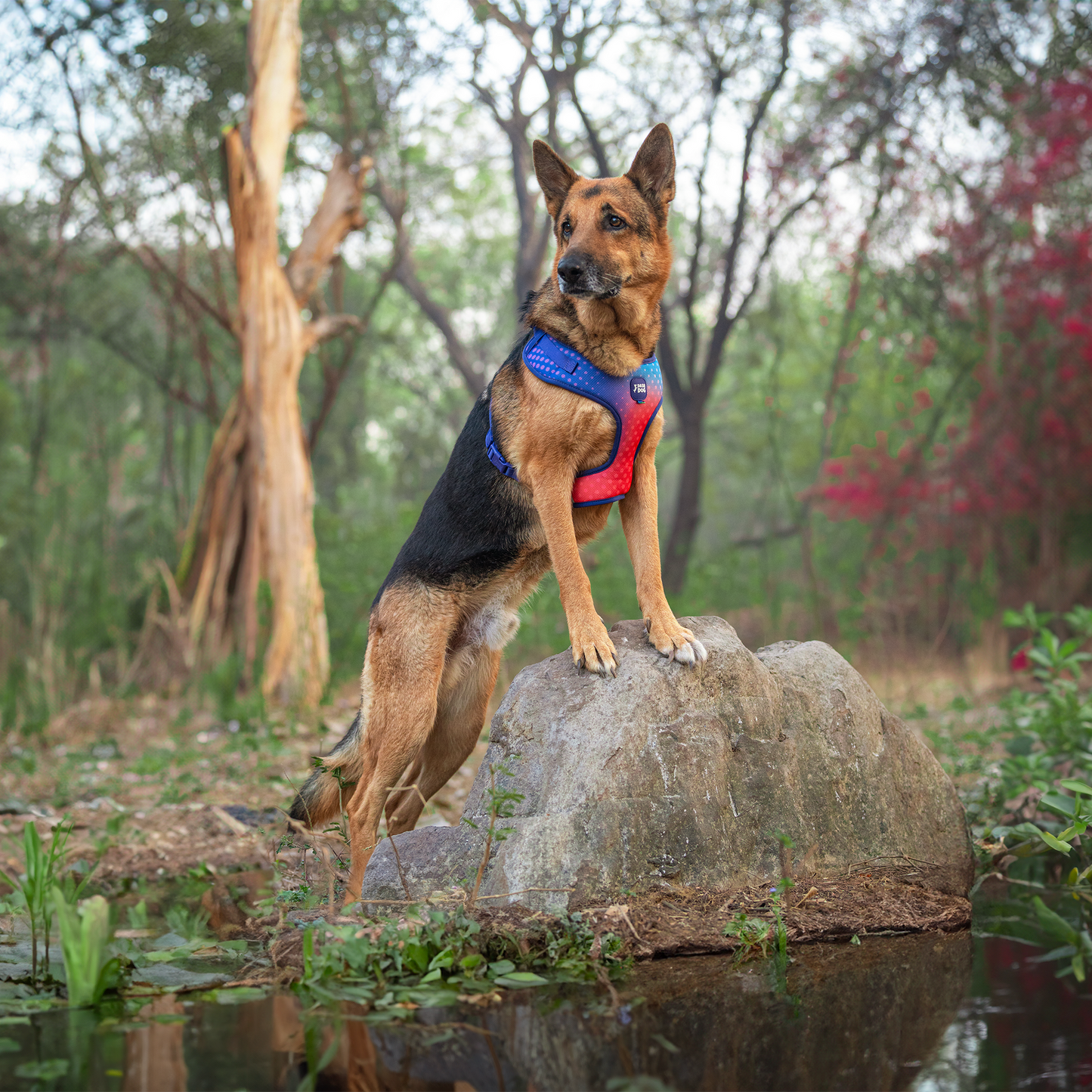 Dash Dog Flow Easy Walk Harness - Violet & Red - Heads Up For Tails