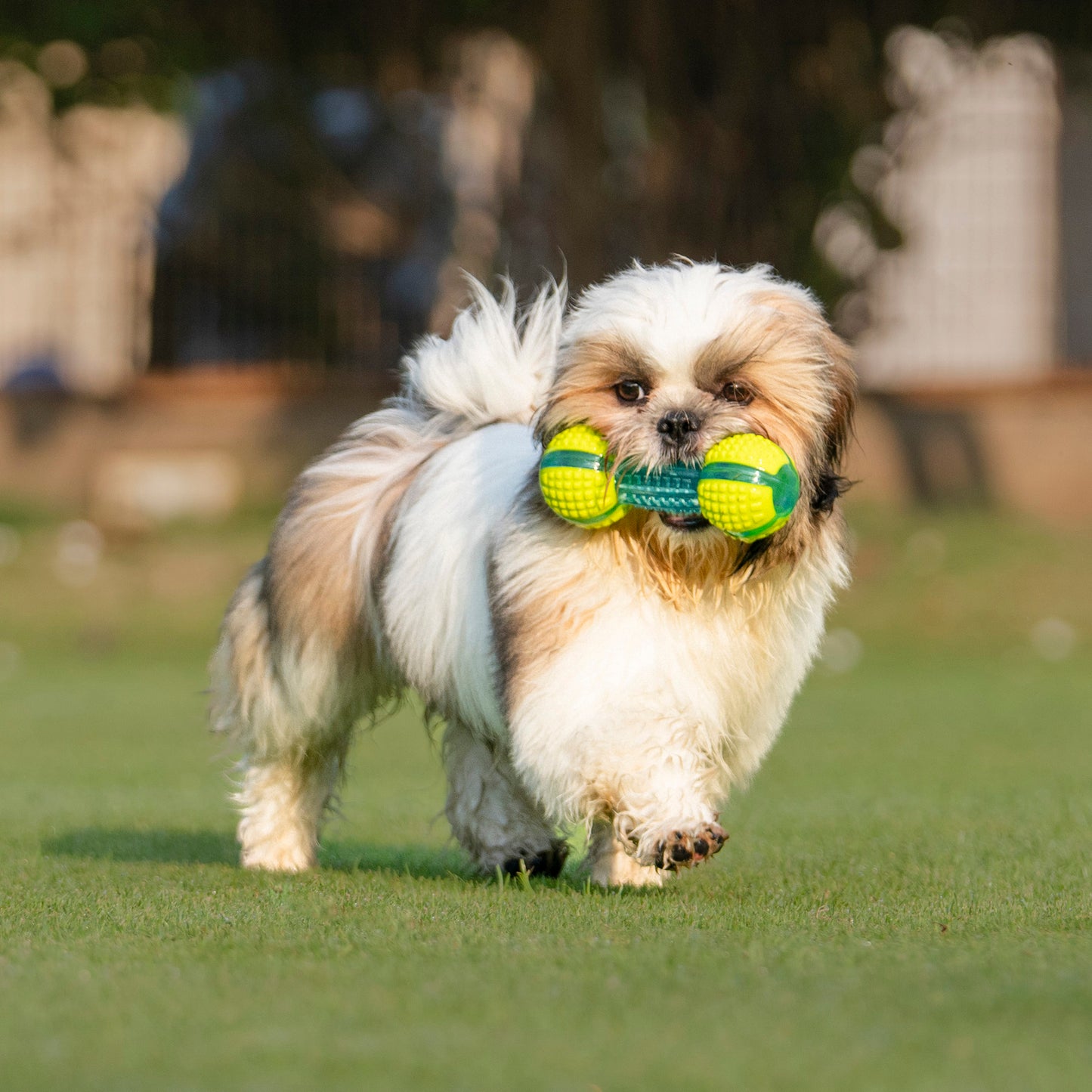 Dash Dog Gnaw & Go Squeaky Toy For Dog - Neon Green & Blue - Heads Up For Tails