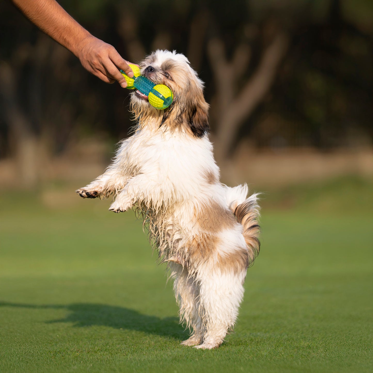 Dash Dog Gnaw & Go Squeaky Toy For Dog - Neon Green & Blue - Heads Up For Tails