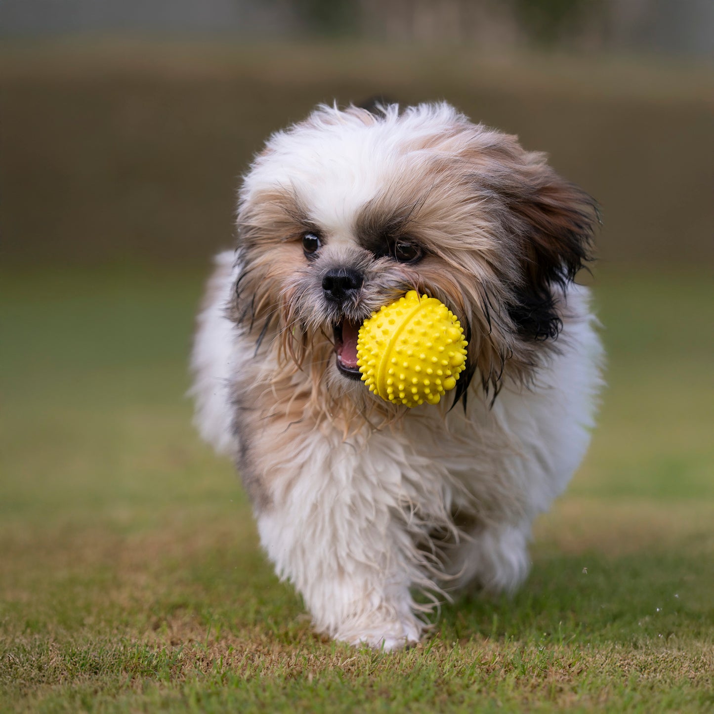 Dash Dog Mello-Yello Ball For Dog - Yellow - S