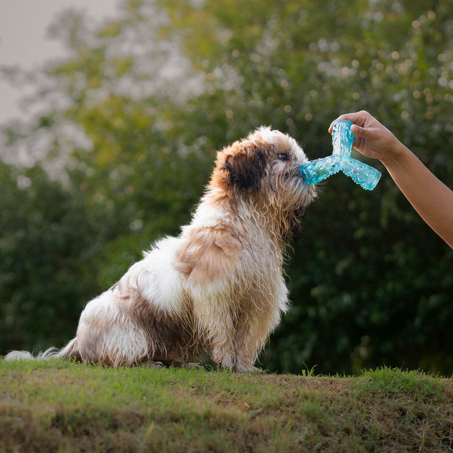Dash Dog Squeak & Snack Chew Toy For Dog - Blue - Heads Up For Tails