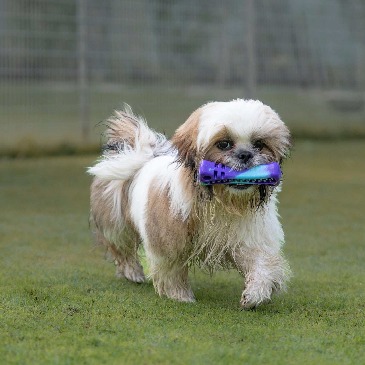 Dash Dog Bone Amigo Chew Toy For Dog - Purple & Blue - Heads Up For Tails