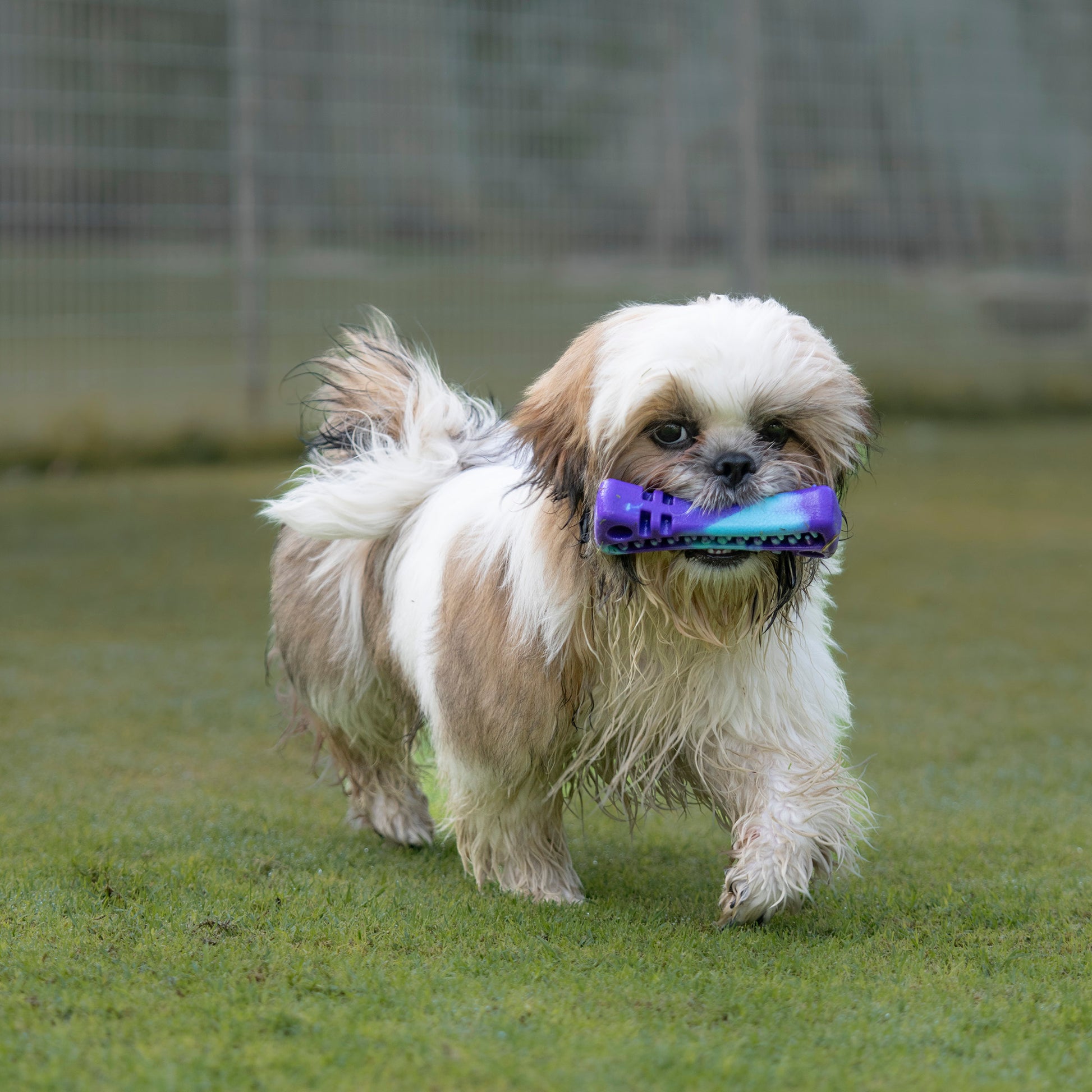 Dash Dog Bone Amigo Chew Toy For Dog - Purple & Blue - Heads Up For Tails
