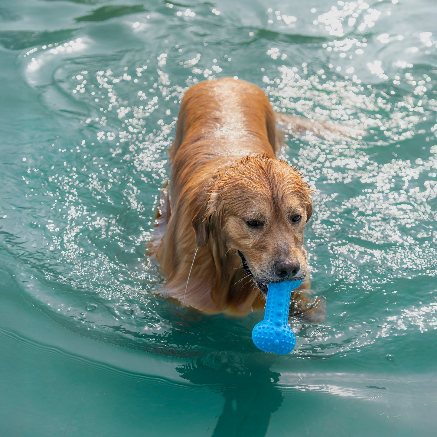 Dash Dog Softy Spiker Toy For Dog - Blue - Heads Up For Tails