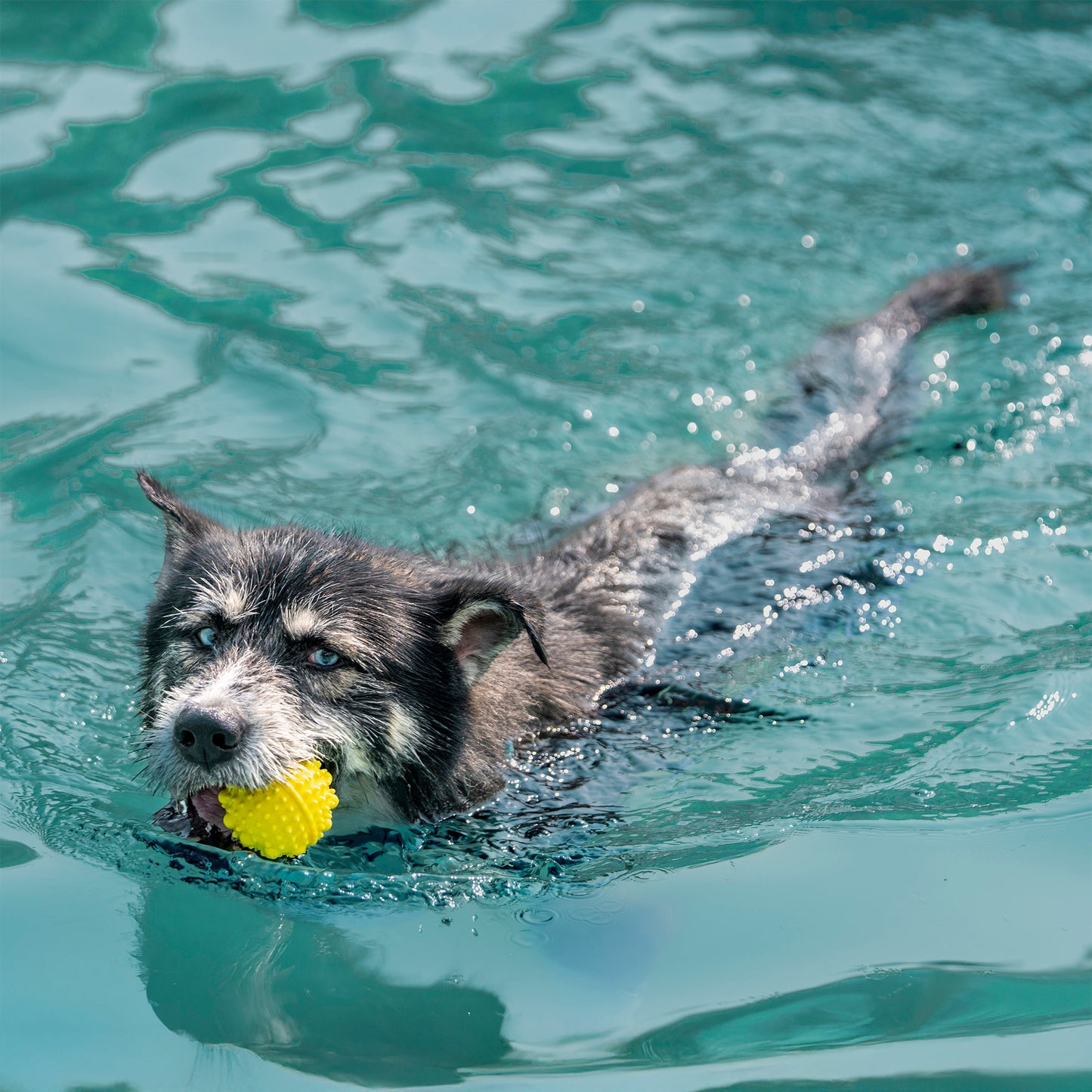 Dash Dog Mello-Yello Ball For Dog - Yellow - S