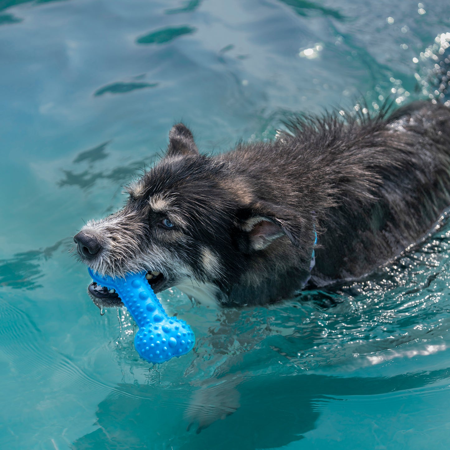 Dash Dog Softy Spiker Toy For Dog - Blue - Heads Up For Tails