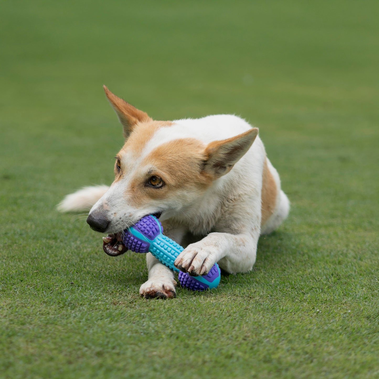 Dash Dog Gnaw & Go Squeaky Toy For Dog - Purple & Blue - Heads Up For Tails