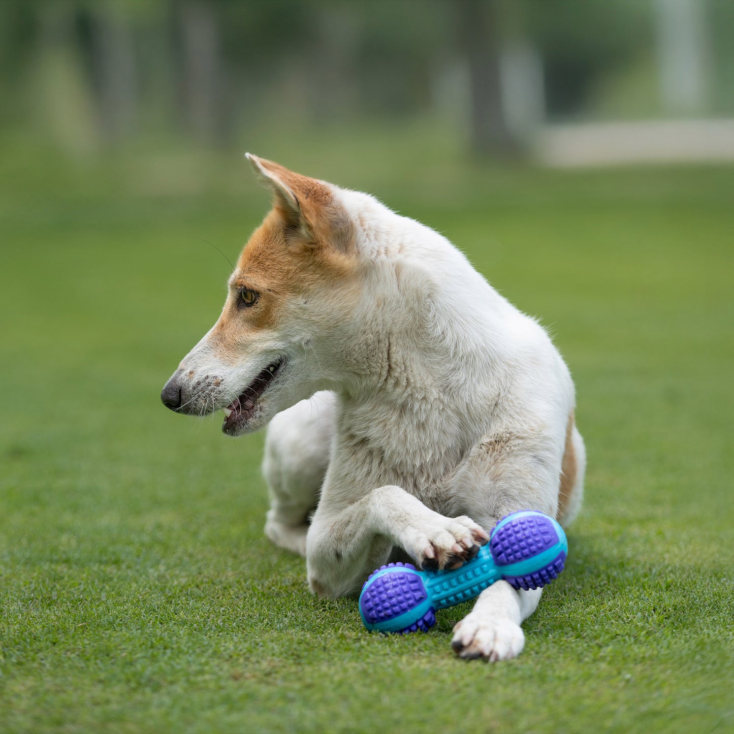 Dash Dog Gnaw & Go Squeaky Toy For Dog - Purple & Blue - Heads Up For Tails