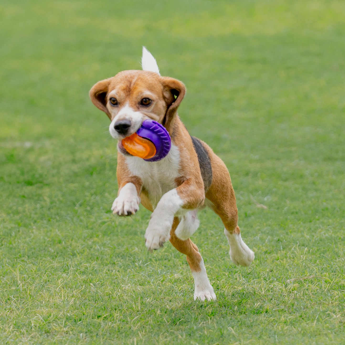 Dash Dog Chomping Champ Ball Toy For Dog - Orange & Purple