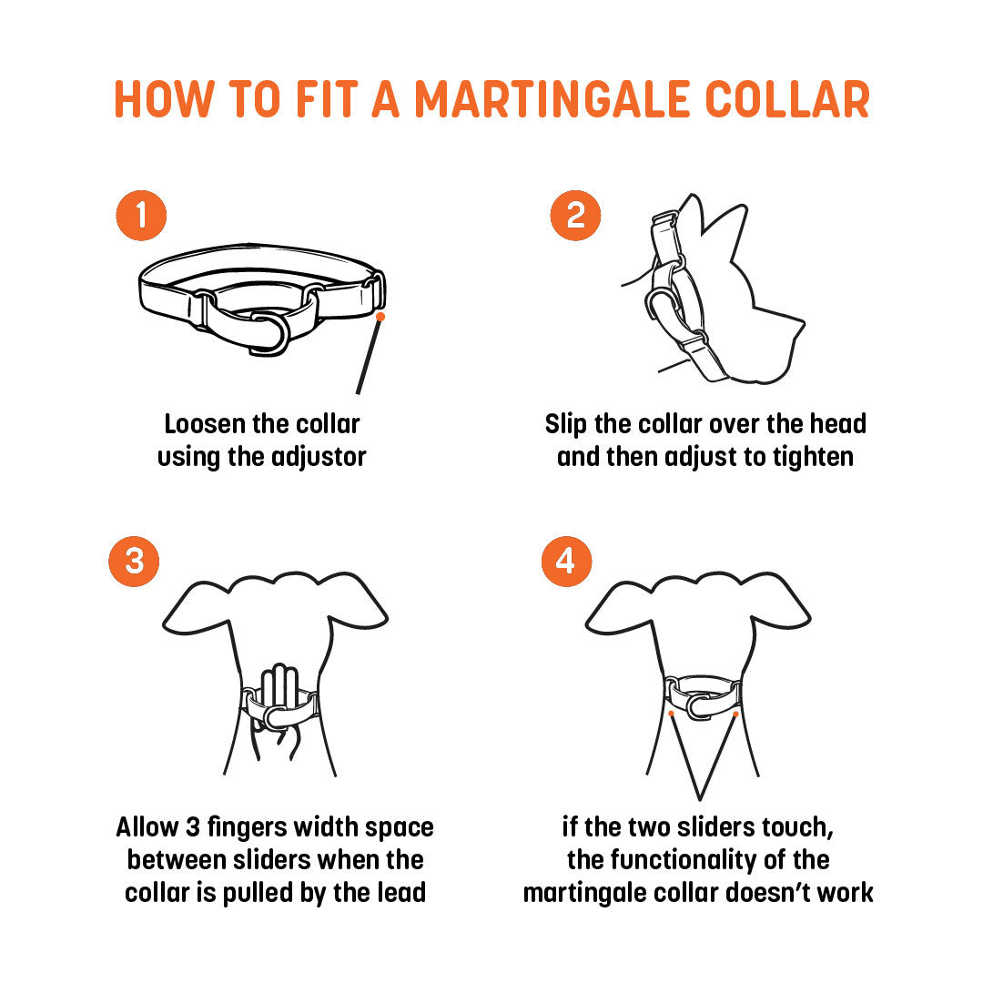HUFT Martingale Collar For Dog - Cobalt Blue & Classic Black - Heads Up For Tails