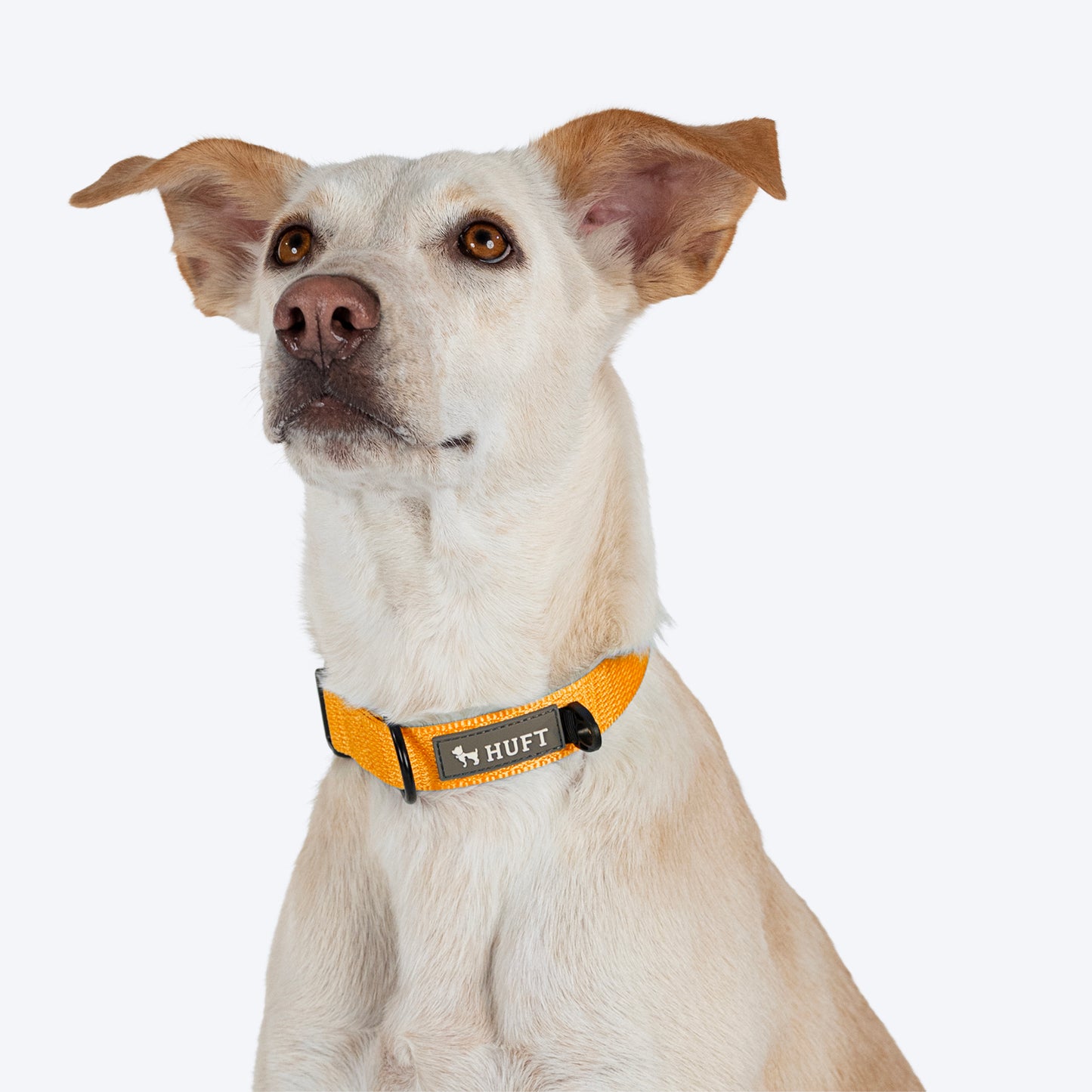HUFT Basics Dog Collar - Yellow - Heads Up For Tails