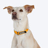 HUFT Basics Dog Collar - Yellow - Heads Up For Tails