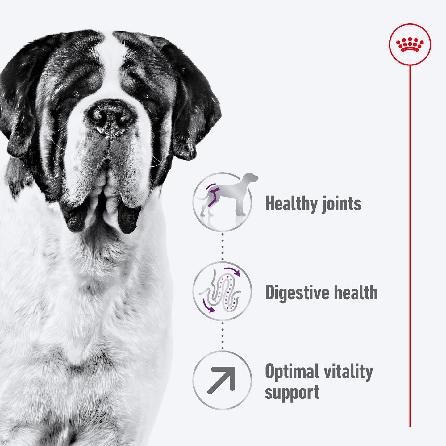 Royal Canin Giant Adult Dry Dog Food - Heads Up For Tails