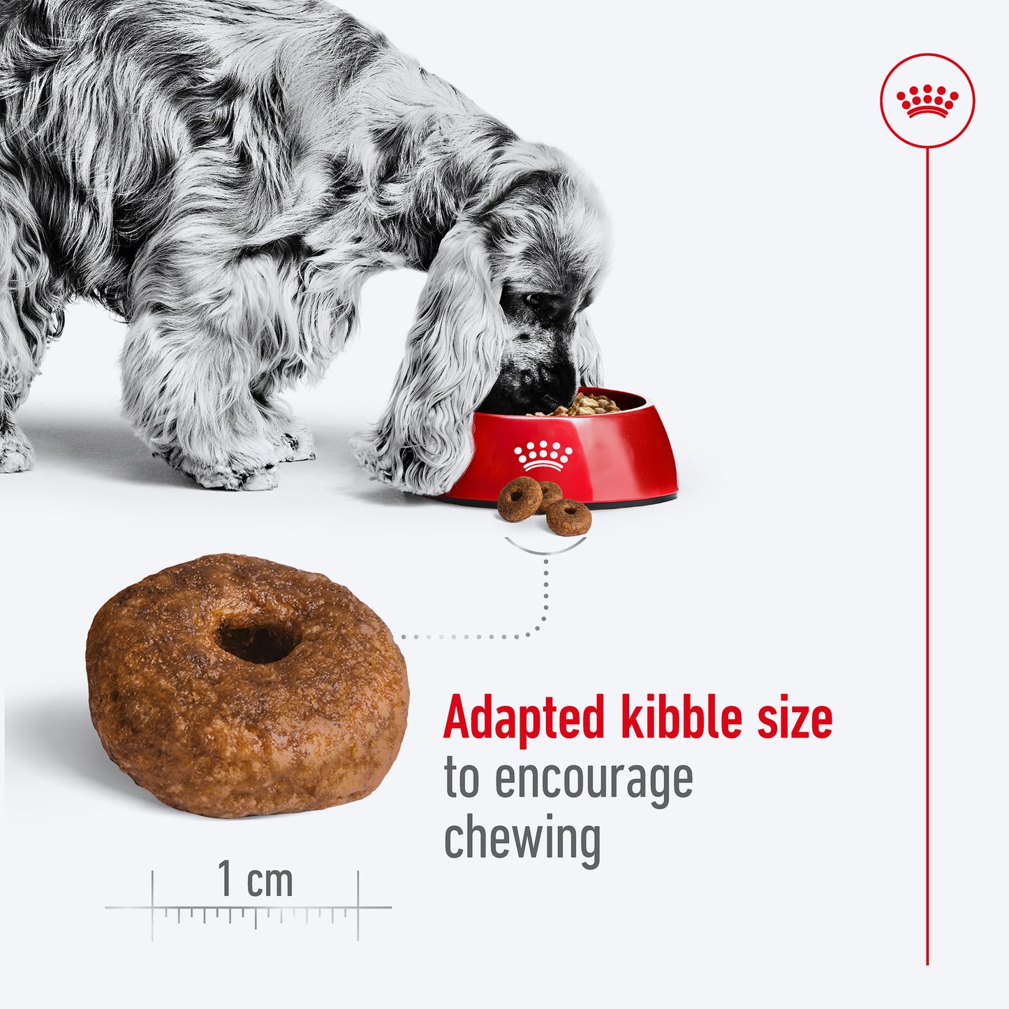 Royal Canin Medium Adult Dry Dog Food - Heads Up For Tails