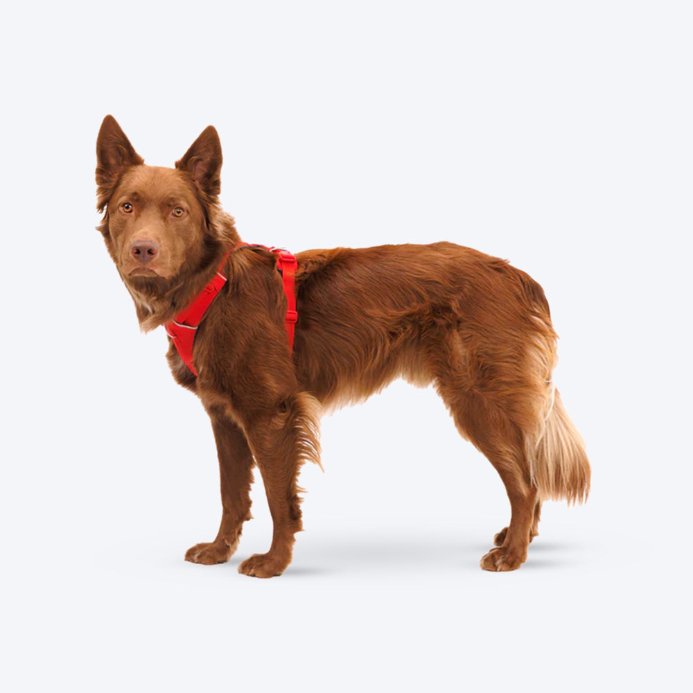 Ruffwear Front Range Dog Harness - Red Canyon - Heads Up For Tails