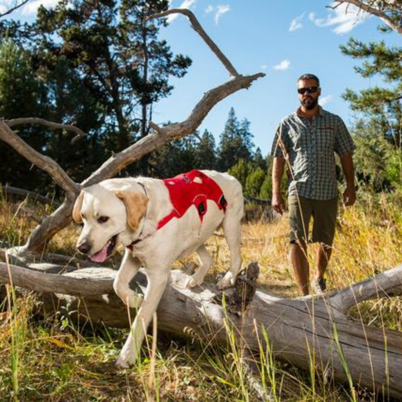 Ruffwear Web Master Dog Harness - Red Current - Heads Up For Tails