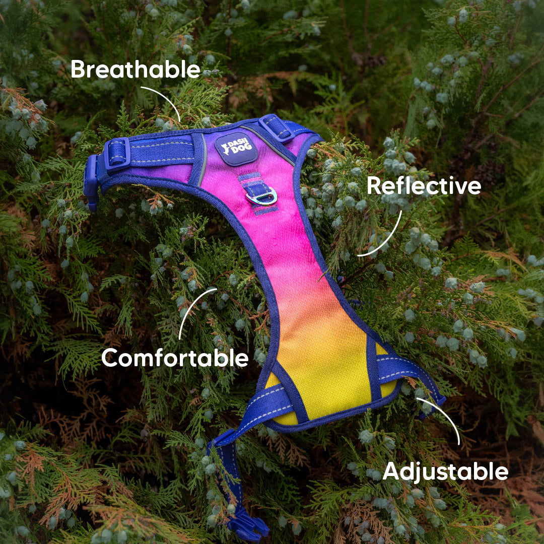 Dash Dog Flow Walk-Along Harness For Dog - Pink & Purple - Heads Up For Tails