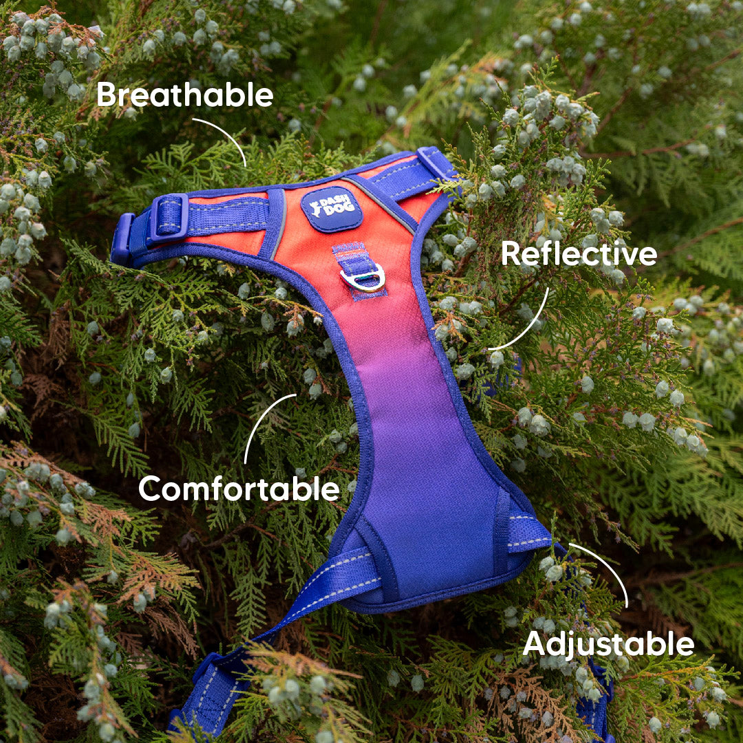Dash Dog Flow Walk-Along Harness For Dog - Red & Purple - Heads Up For Tails
