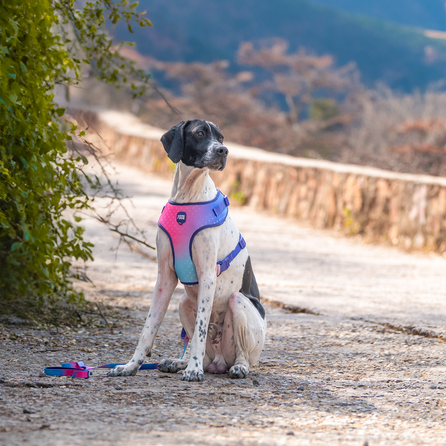 Dash Dog Flow Easy Walk Harness - Pink & Aqua Blue - Heads Up For Tails
