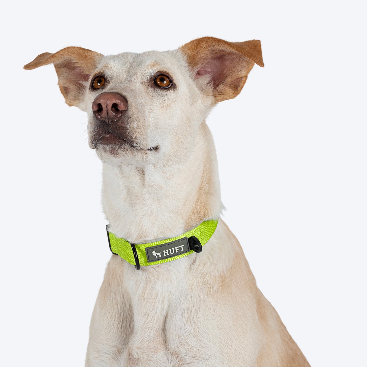 HUFT Basics Dog Collar - Neon Green - Heads Up For Tails