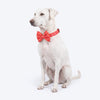 HUFT Personalised Berrylicious Collar With Bow Tie For Dog - Red & Pink - Heads Up For Tails