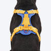 Dash Dog Walk Pro Harness For Dog - Royal Blue & Yellow