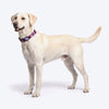 HUFT Midnight Meadow Collar For Dog - Purple