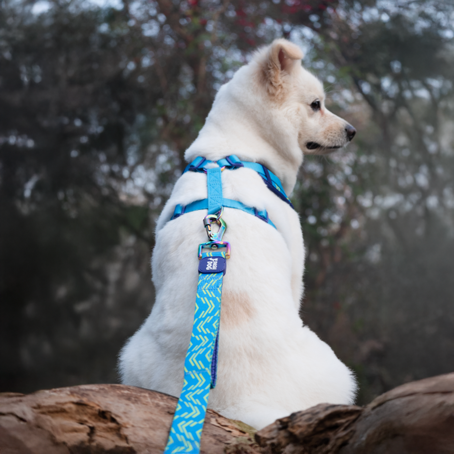 Dash Dog Vector Dual Handle Leash For Dog - Aqua Blue - Heads Up For Tails