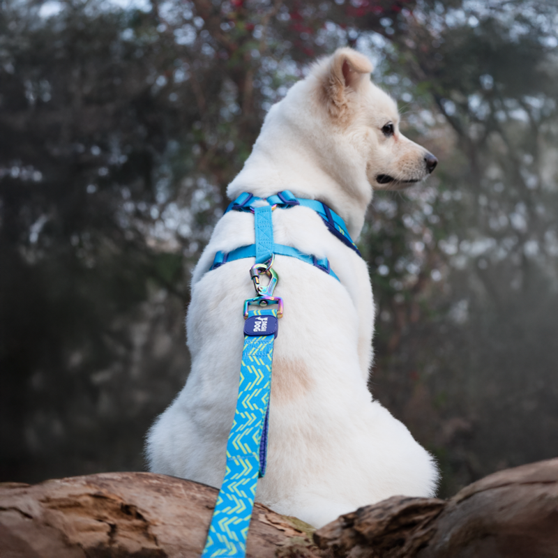 Dash Dog Vector Dual Handle Leash For Dog - Aqua Blue - Heads Up For Tails