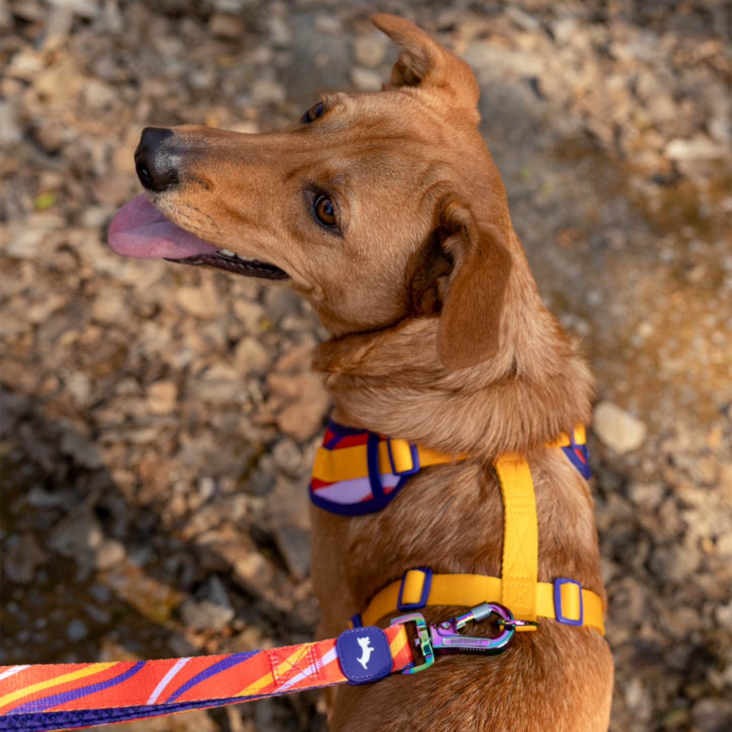 Dash Dog Radiant Blaze Dual Handle Leash For Dog - Orange - Heads Up For Tails