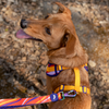 Dash Dog Radiant Blaze Dual Handle Leash For Dog - Orange - Heads Up For Tails