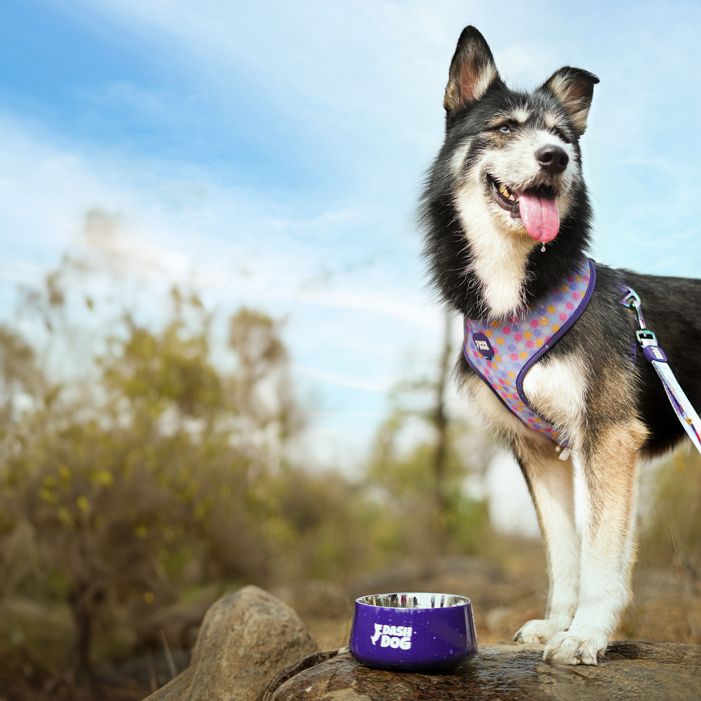 Dash Dog Tulip Bowl For Dogs - Heads Up For Tails