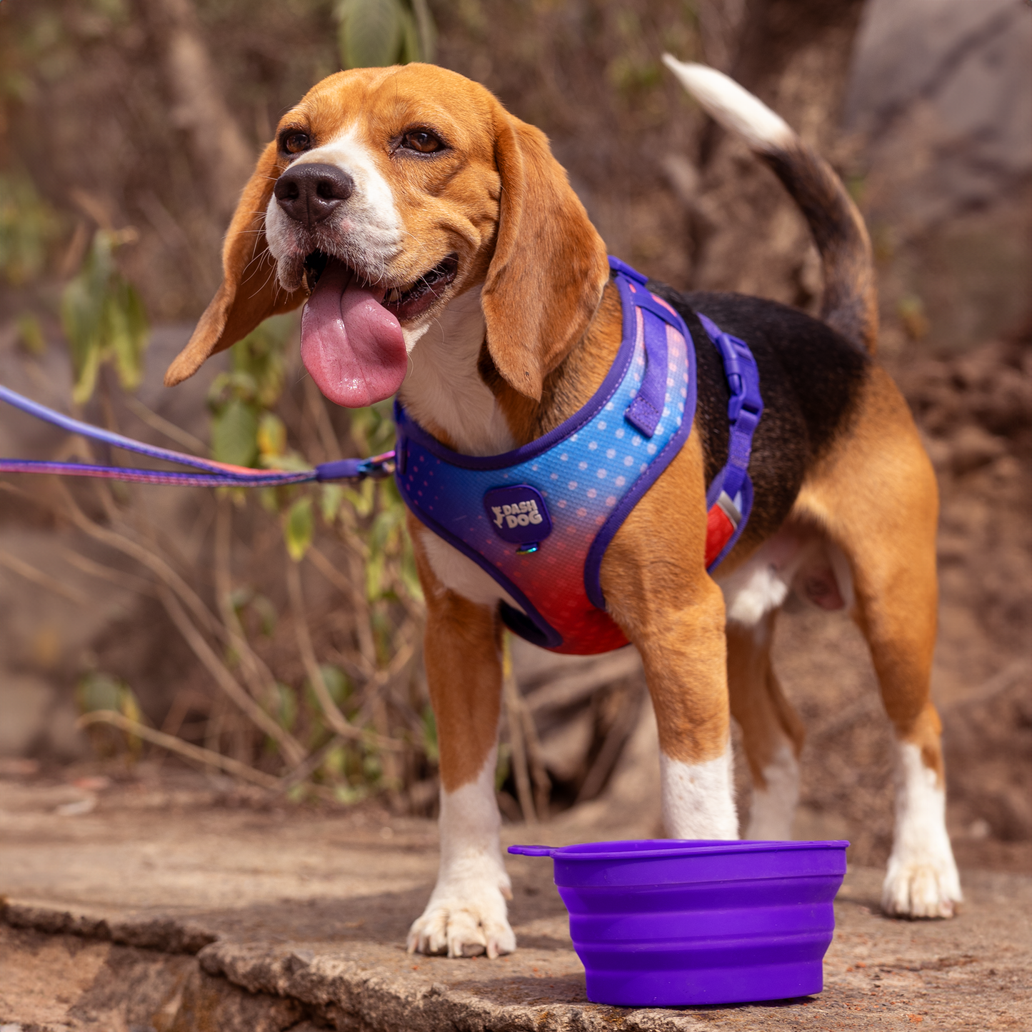 Dash Dog Collapsible Travel Bowl For Dogs & Cats - Violet - Heads Up For Tails