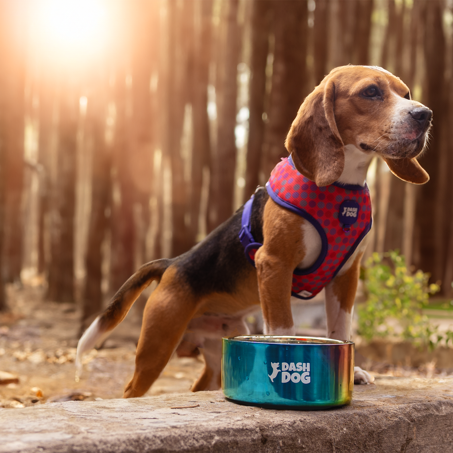 Dash Dog Rainbow Dog Bowl - Heads Up For Tails